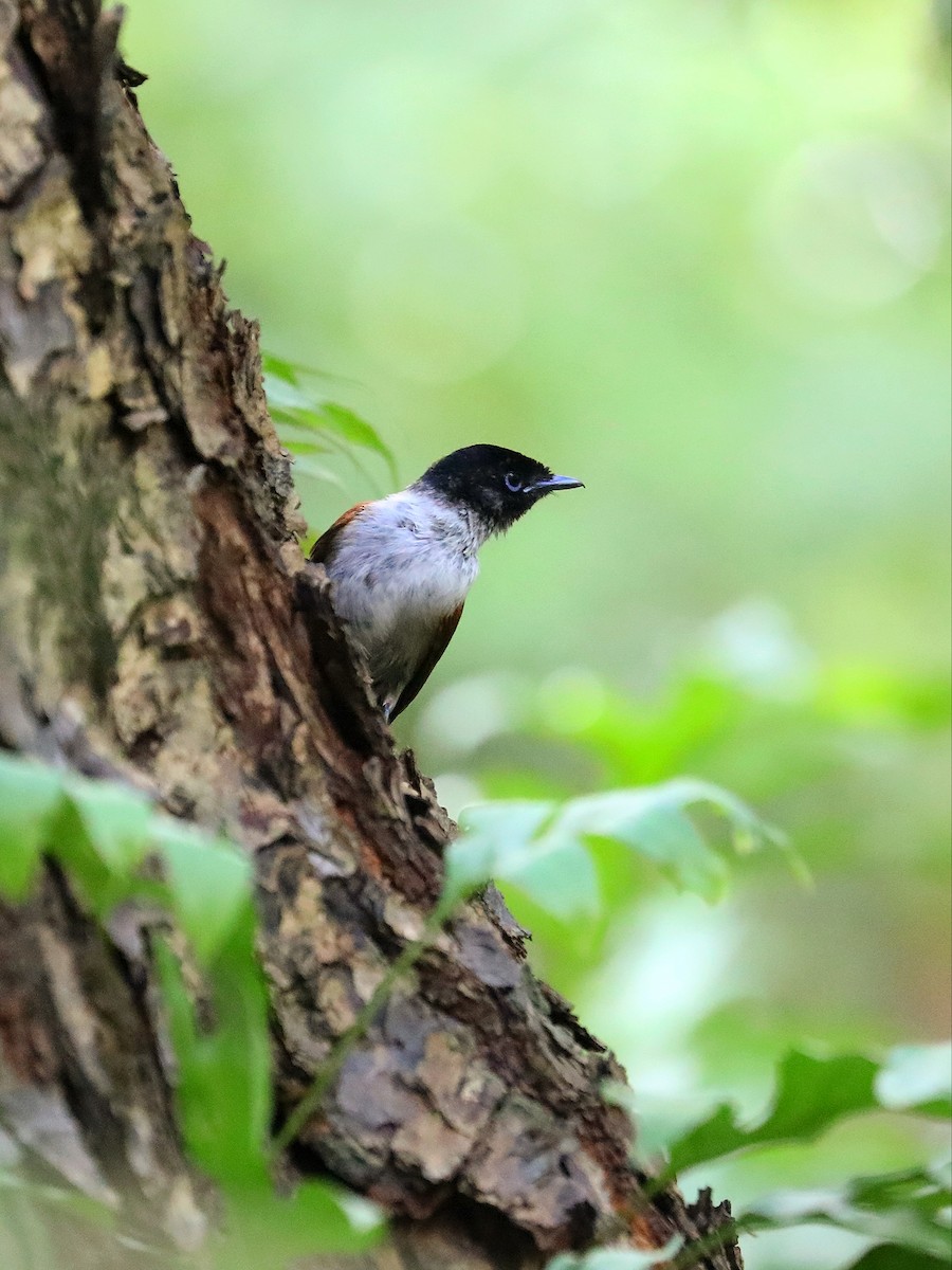 Seychelles Paradise-Flycatcher - ML622807768