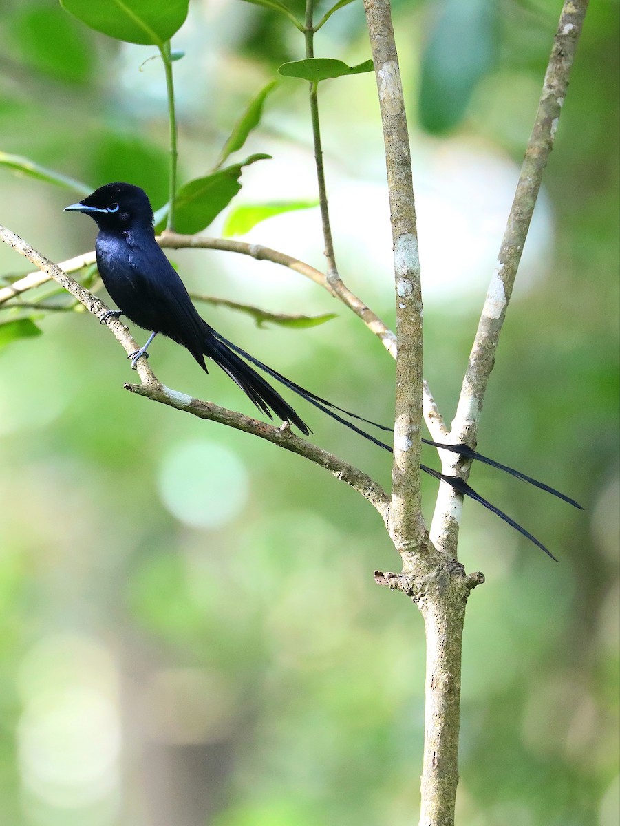 Seychelles Paradise-Flycatcher - ML622807769