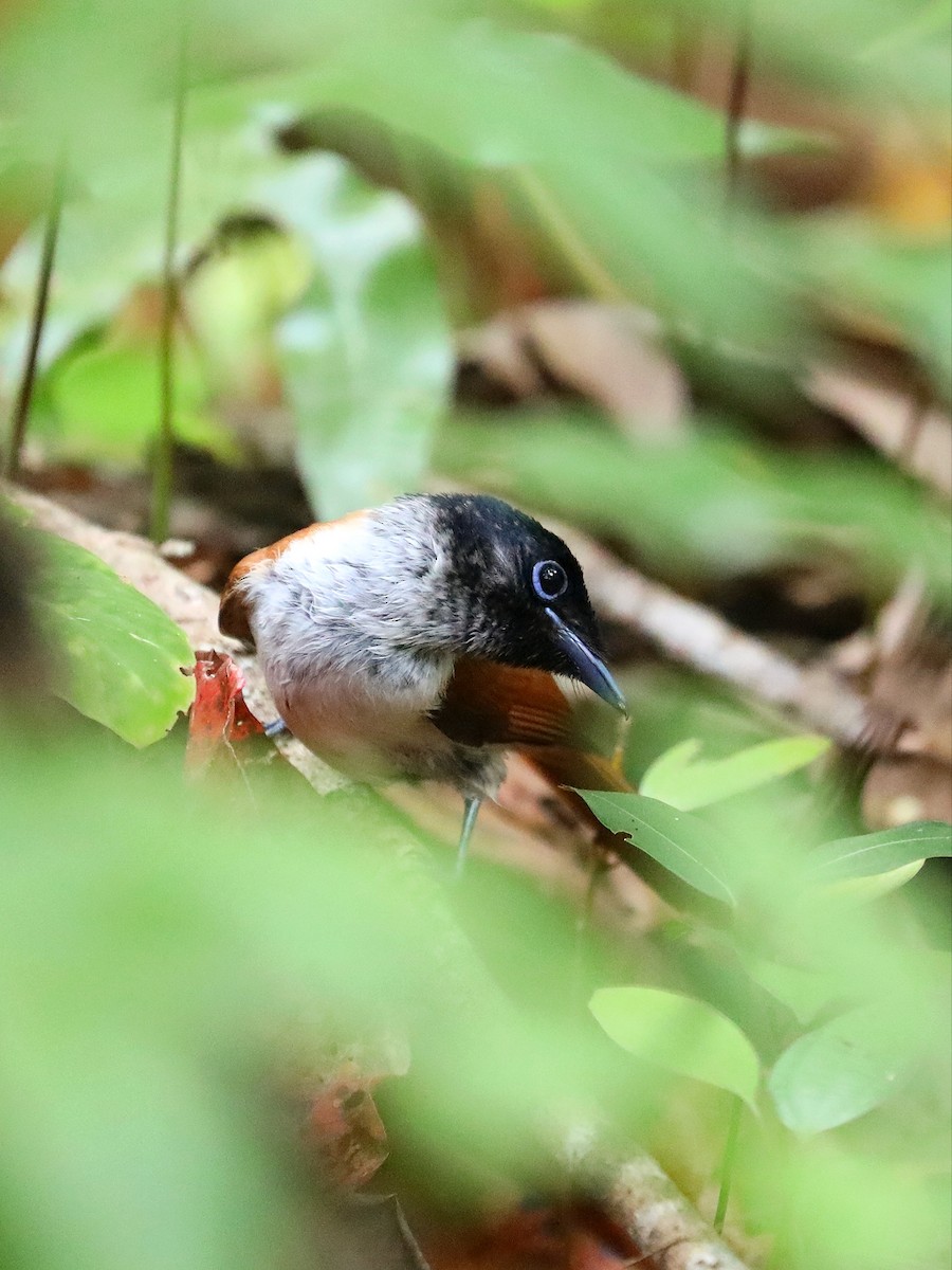 Seychelles Paradise-Flycatcher - ML622807770