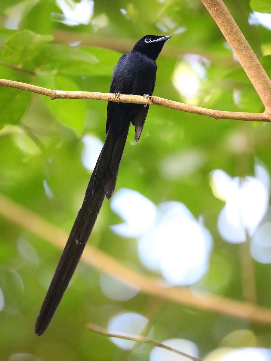 Seychelles Paradise-Flycatcher - ML622807771