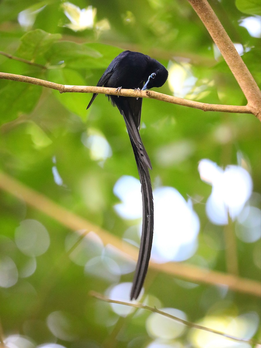 Seychelles Paradise-Flycatcher - ML622807772