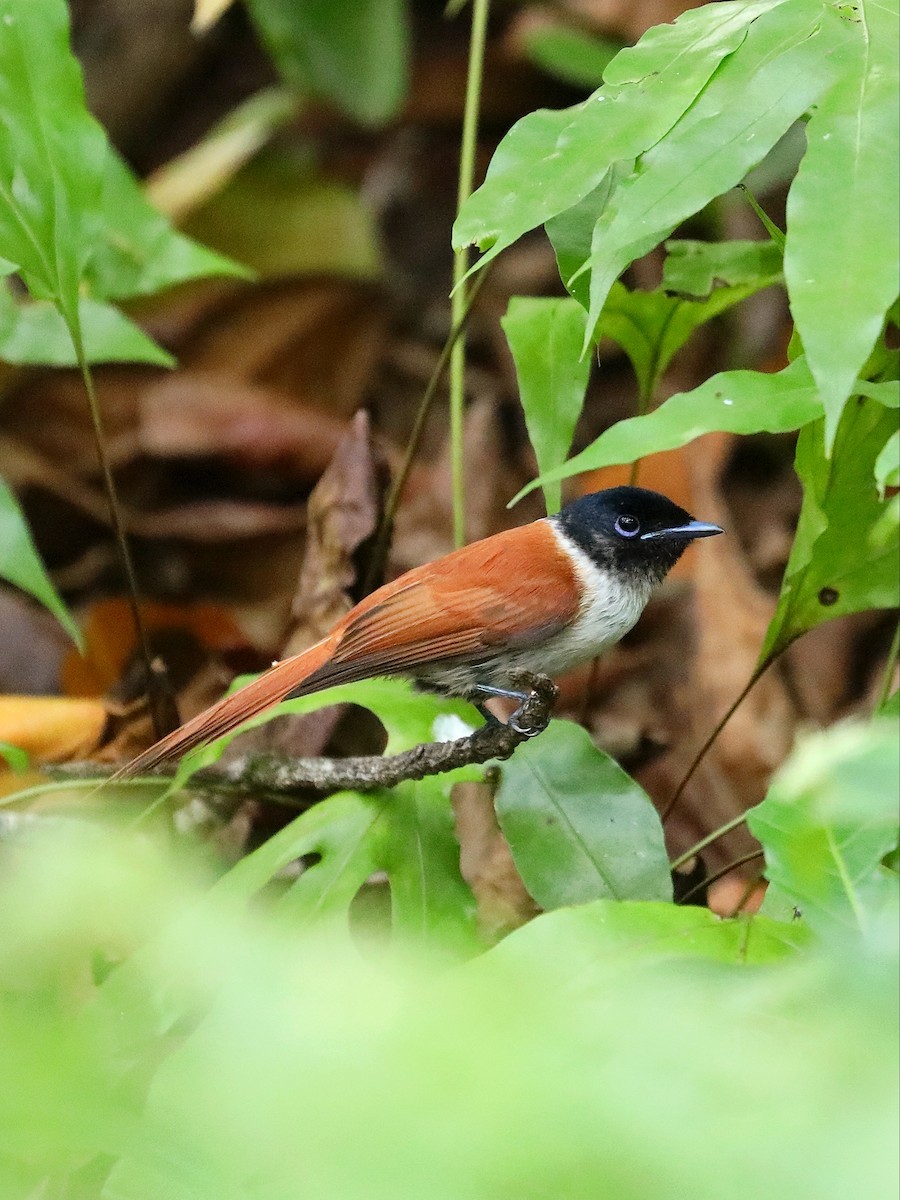 Seychelles Paradise-Flycatcher - ML622807773