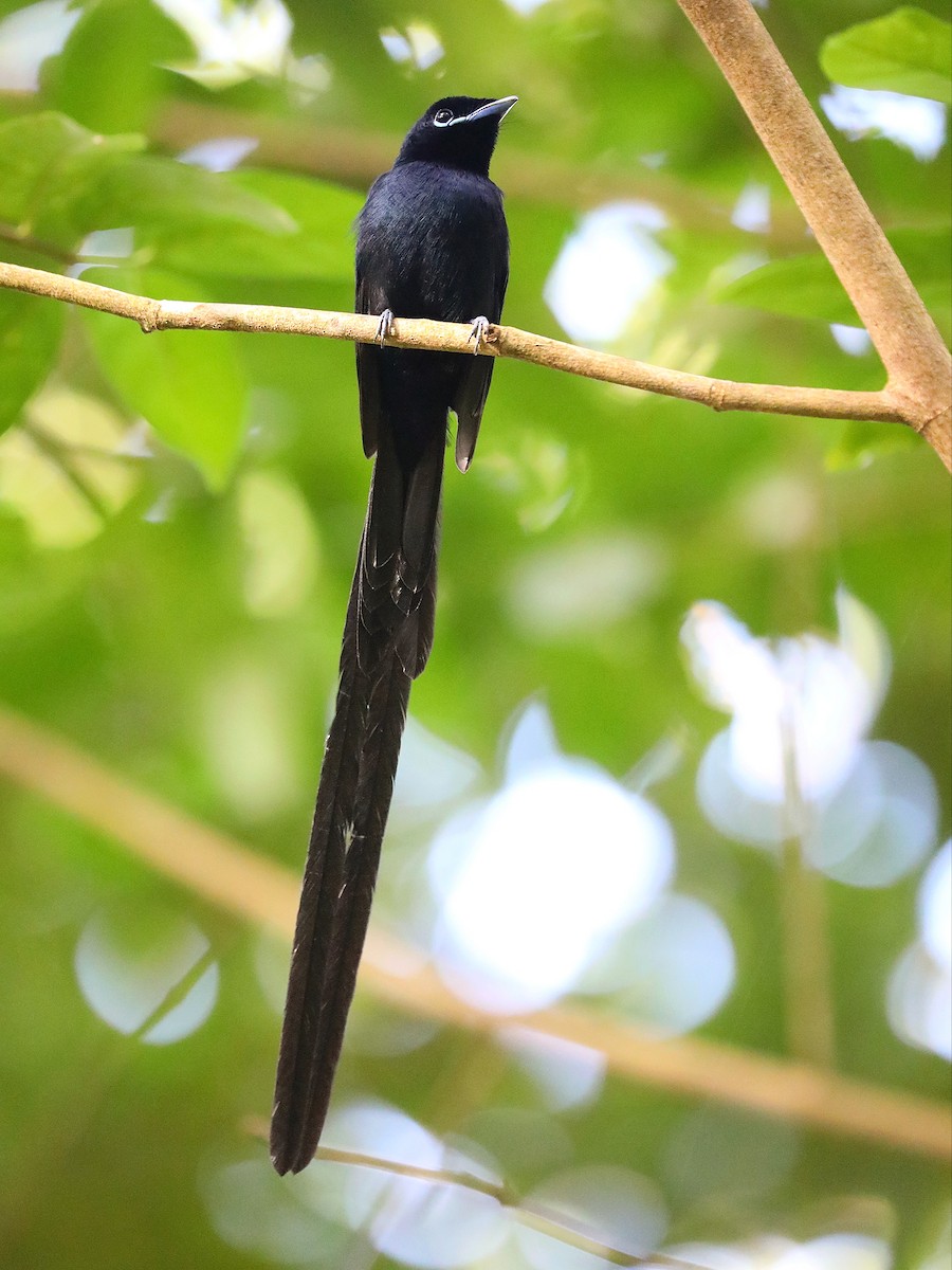 Seychelles Paradise-Flycatcher - Matthias Alberti