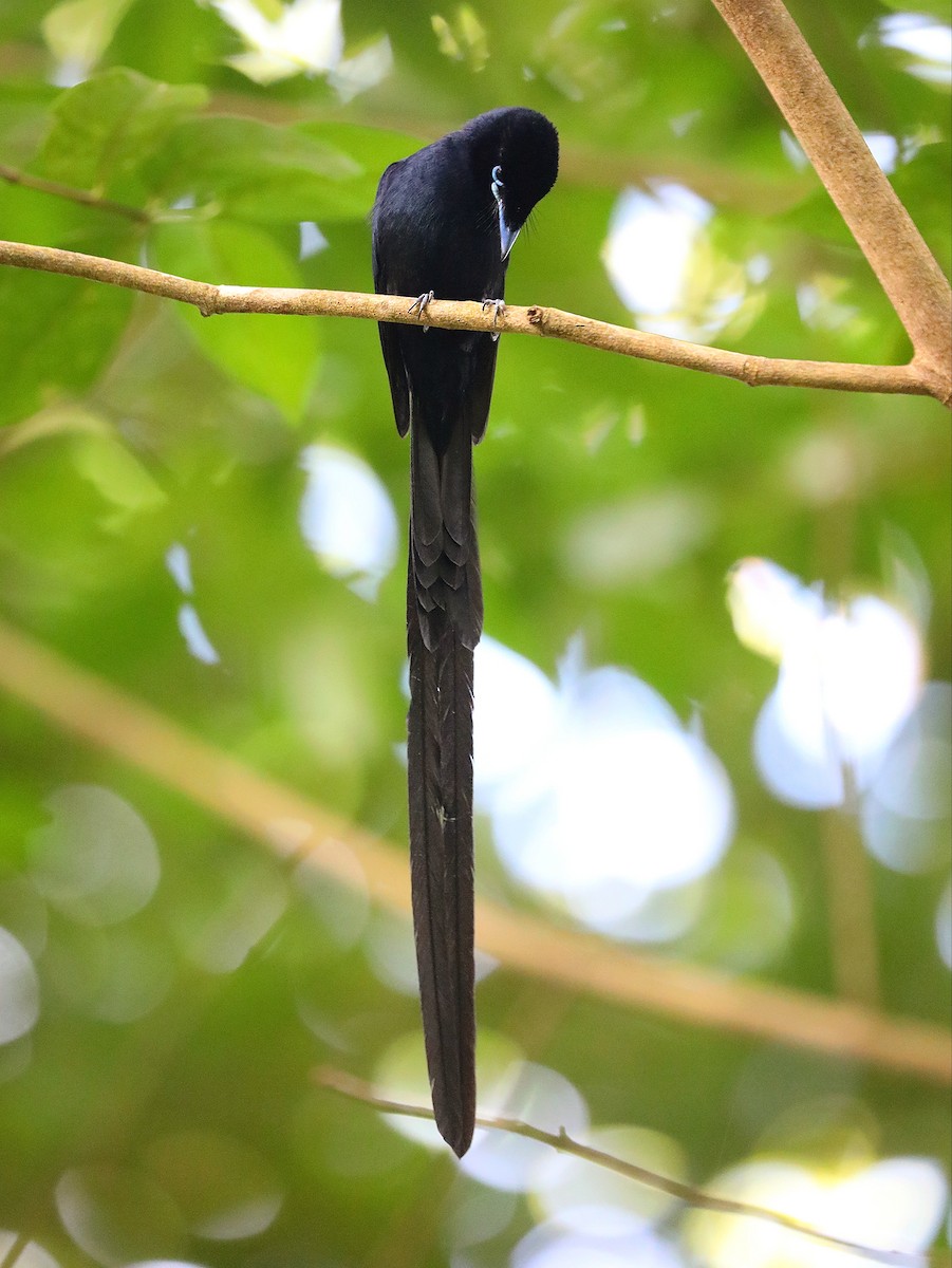 Seychelles Paradise-Flycatcher - ML622807775