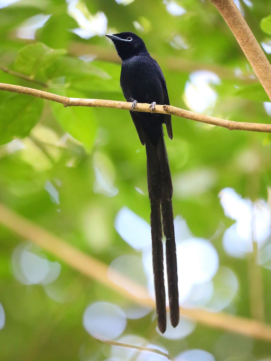 Seychelles Paradise-Flycatcher - ML622807776