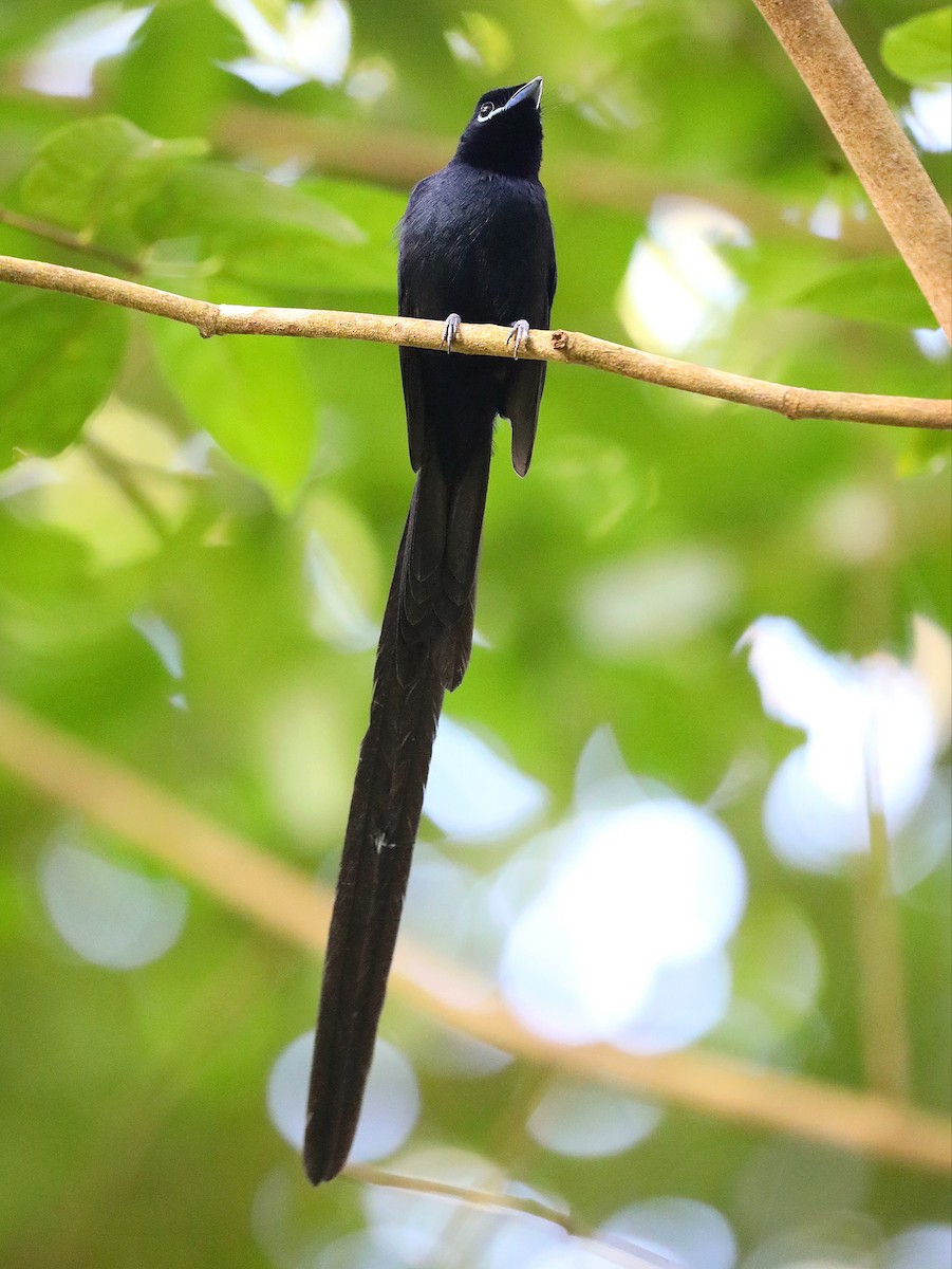 Seychelles Paradise-Flycatcher - ML622807777