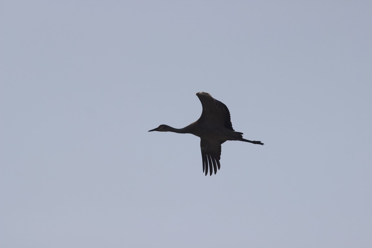 Sandhill Crane - ML622807830