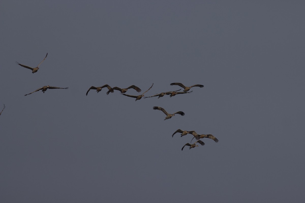 Sandhill Crane - ML622807833