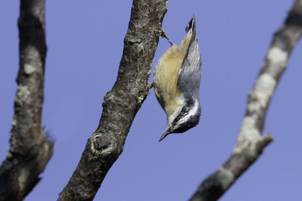 Red-breasted Nuthatch - ML622807834