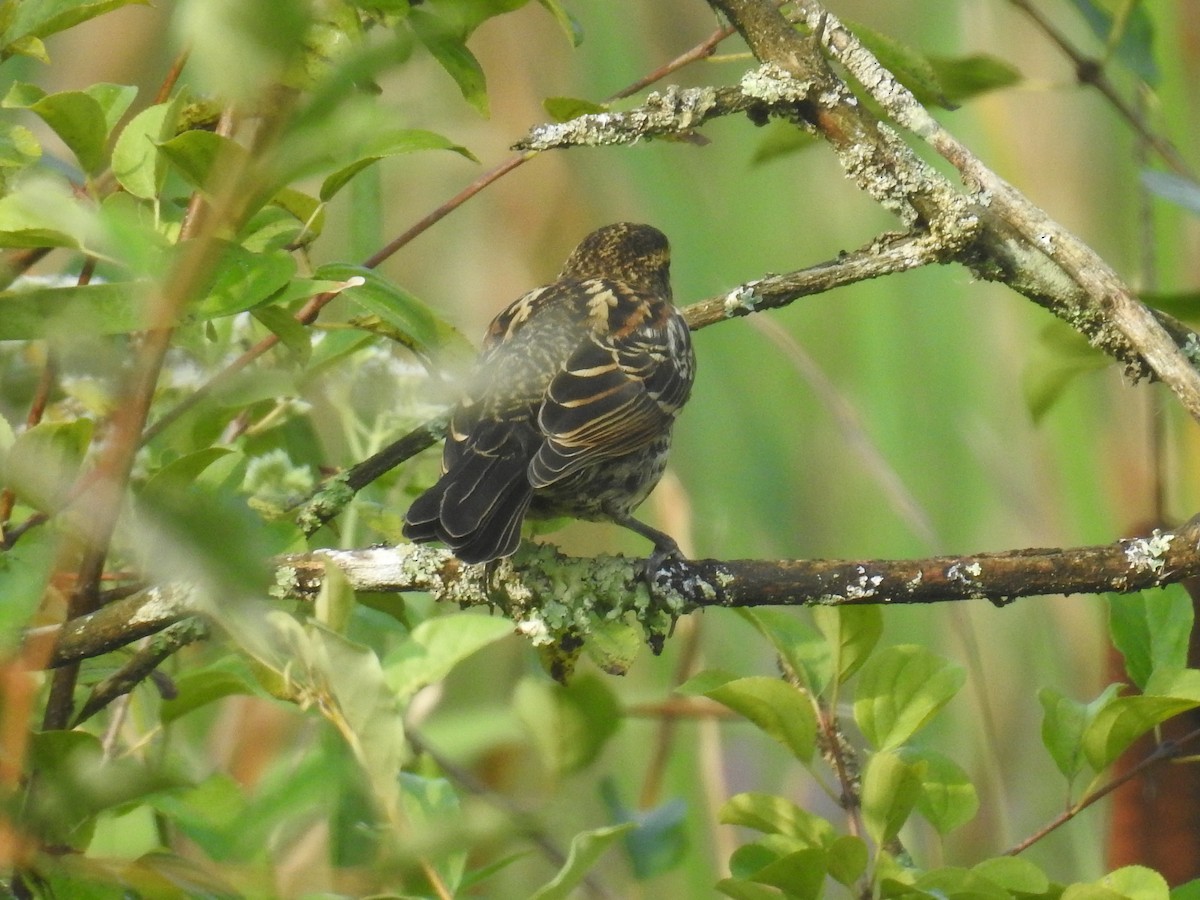 Red-winged Blackbird - ML622807839