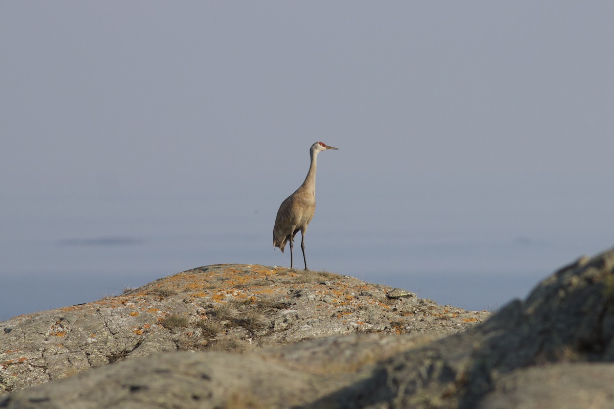 Sandhill Crane - ML622807878