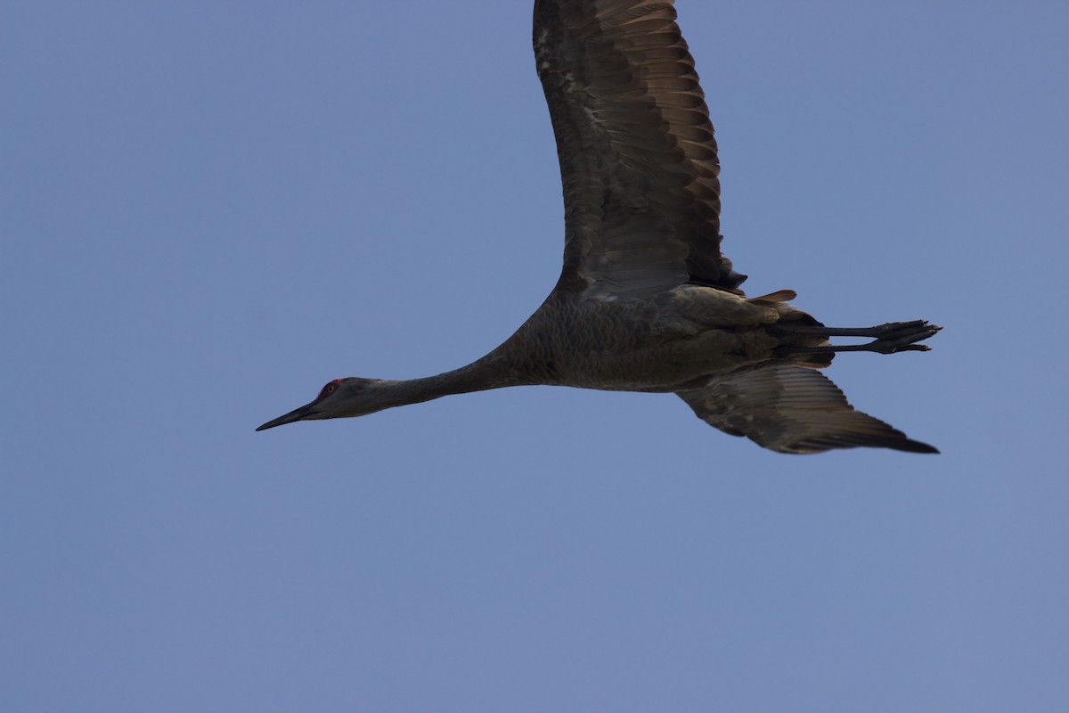 Sandhill Crane - François-Xavier Grandmont