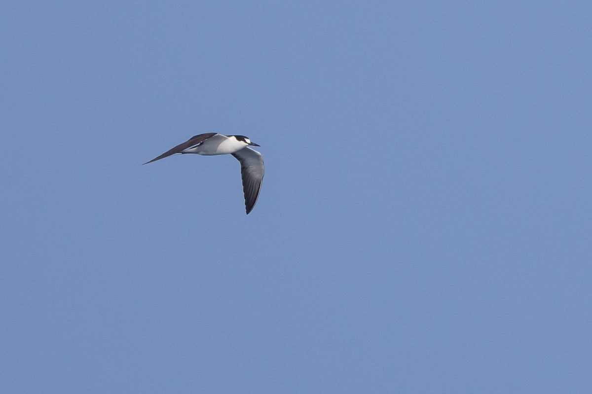 Sooty Tern - Stephen Davies