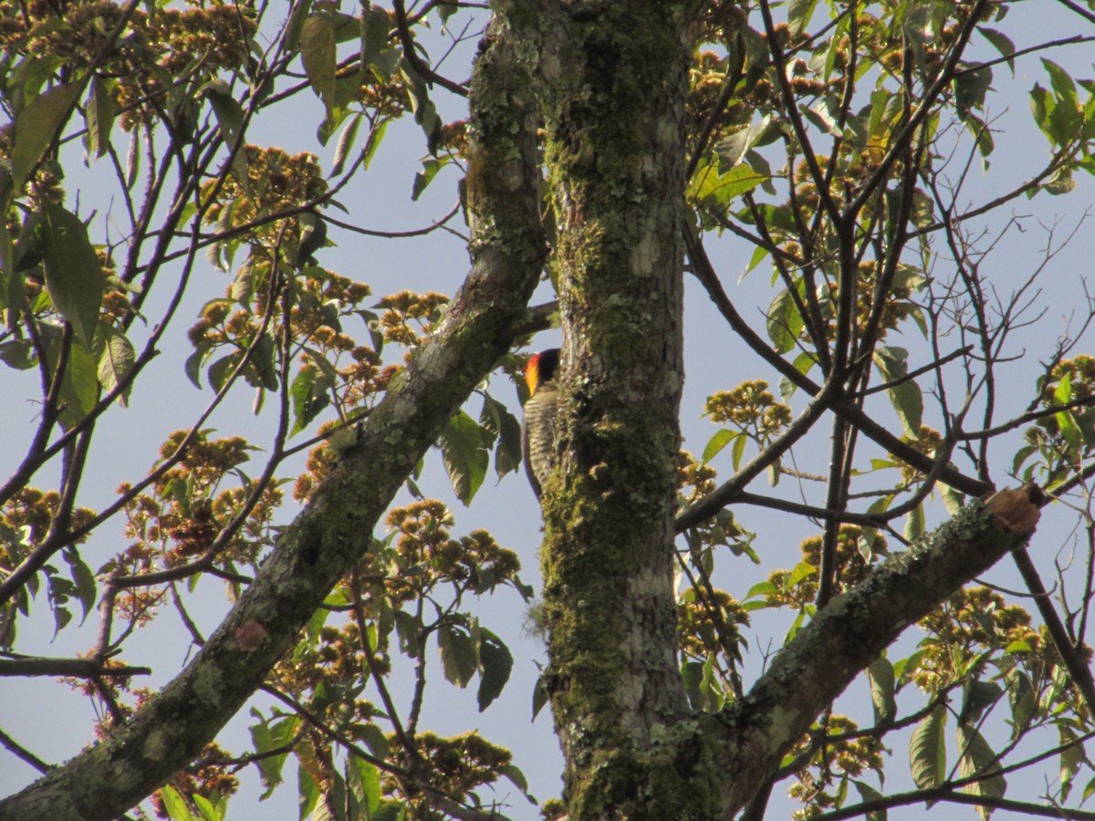 Beautiful Woodpecker - ML622807913