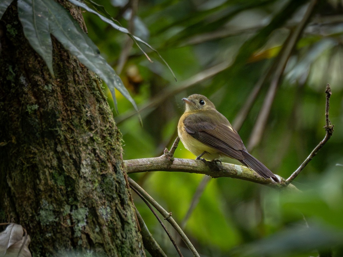 Whiskered Flycatcher - ML622807943