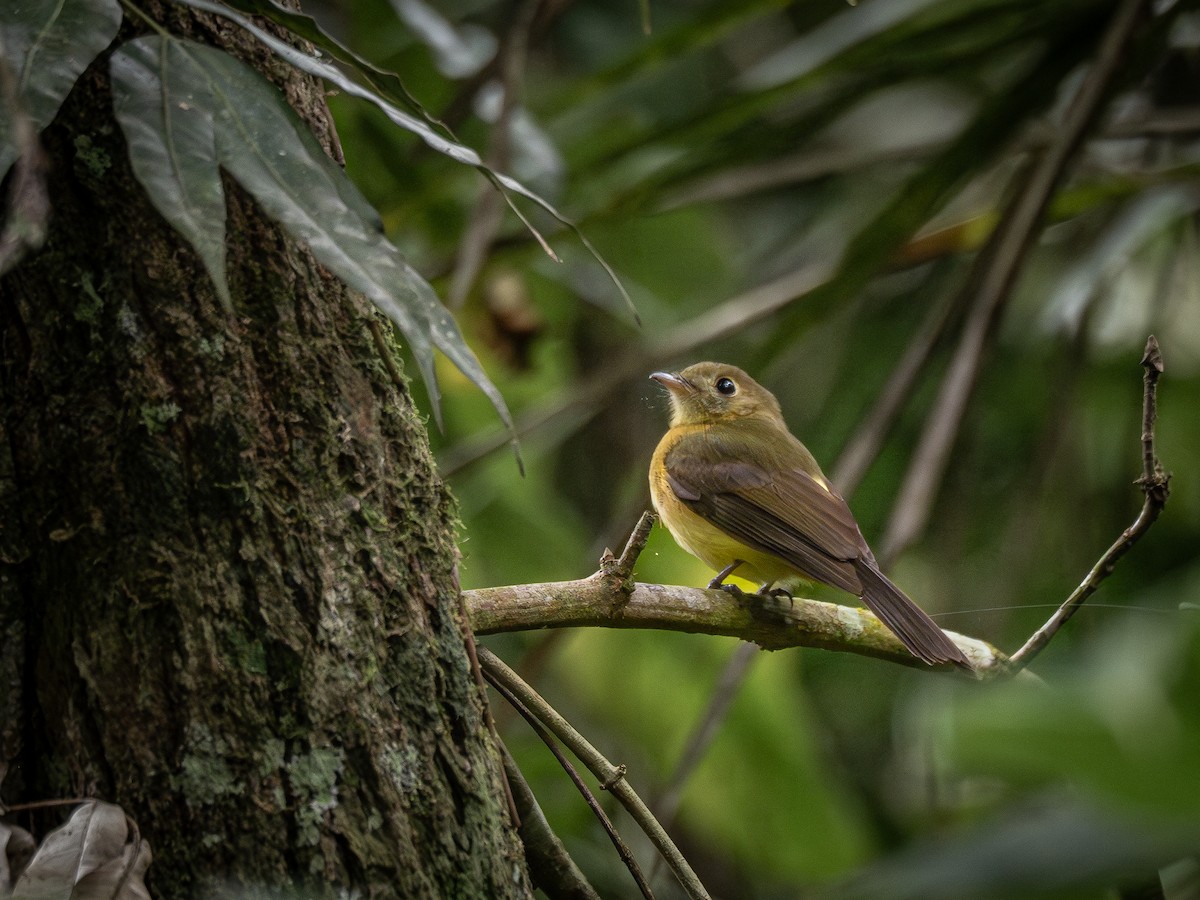 Whiskered Flycatcher - ML622807944