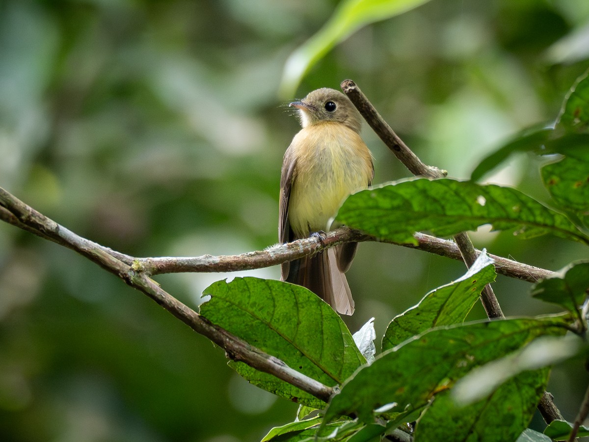 Whiskered Flycatcher - ML622807945