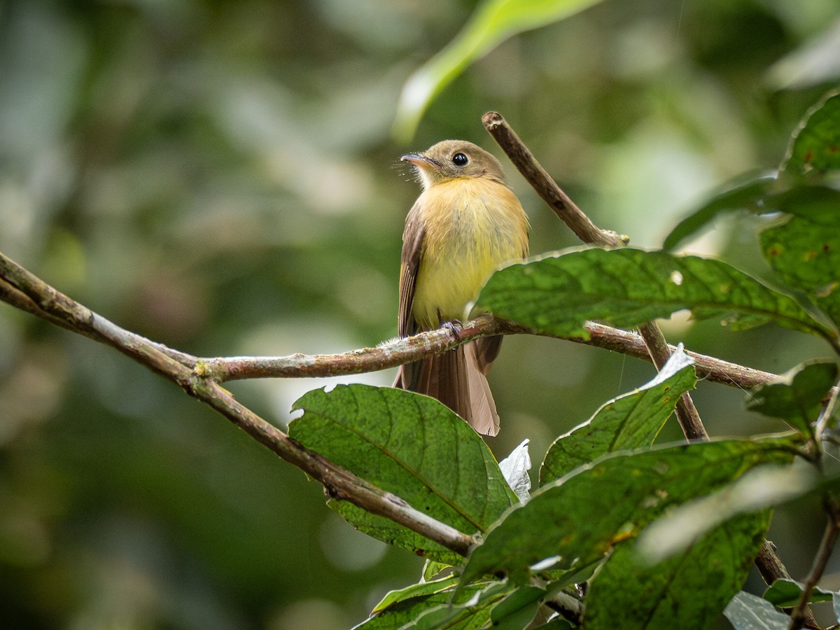 Whiskered Flycatcher - ML622807947