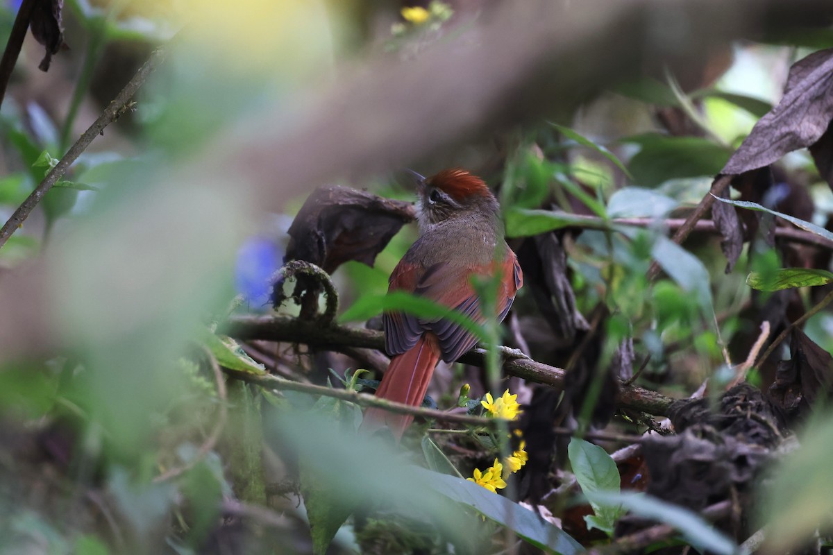 Line-cheeked Spinetail - ML622807993