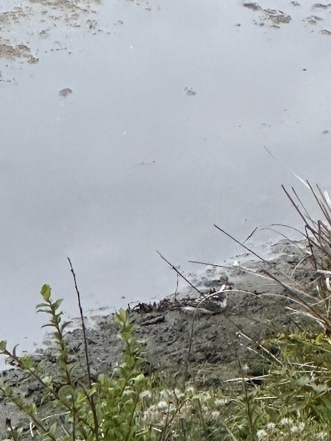 Red-necked Phalarope - ML622808023