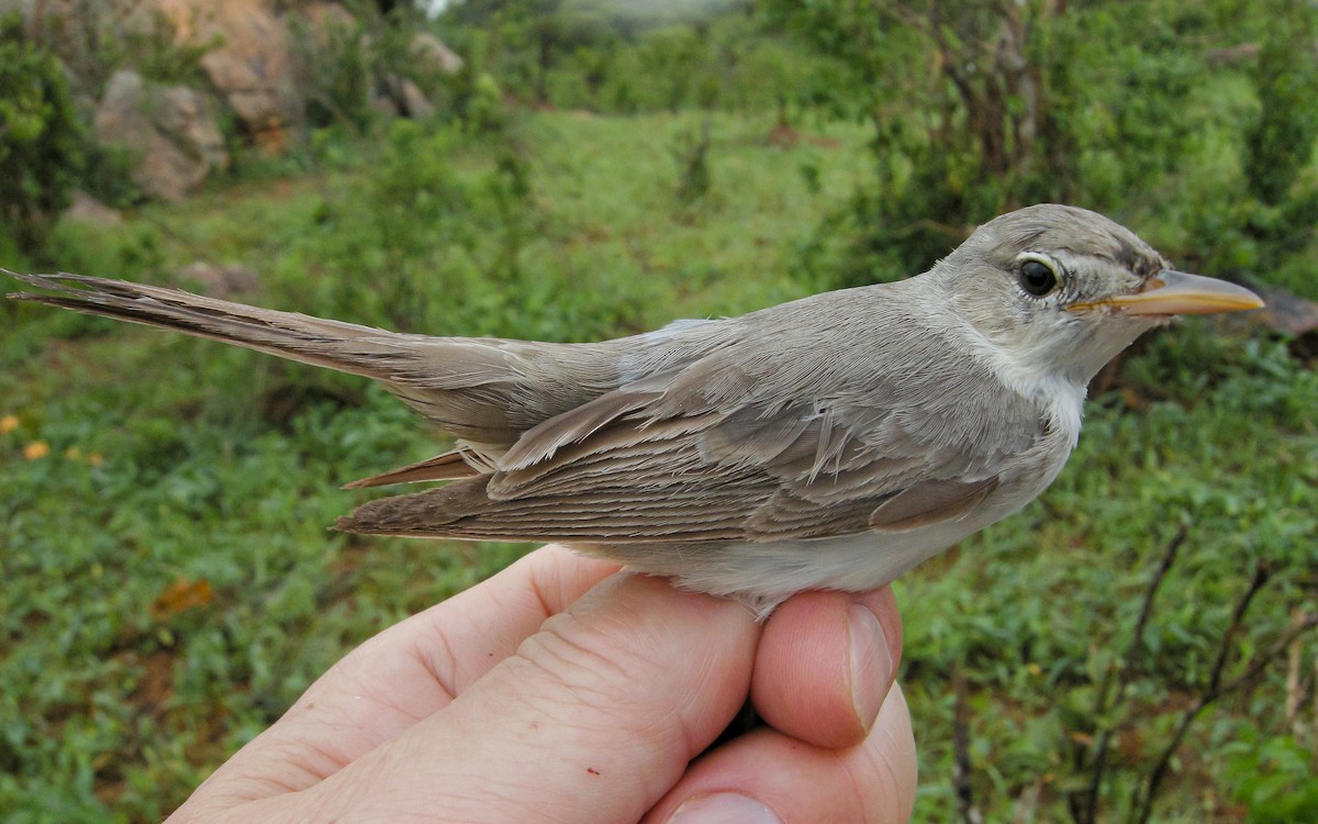 Olive-tree Warbler - ML622808024