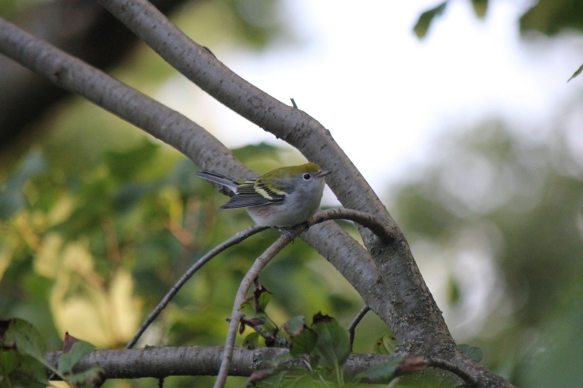 Chestnut-sided Warbler - Owen J.