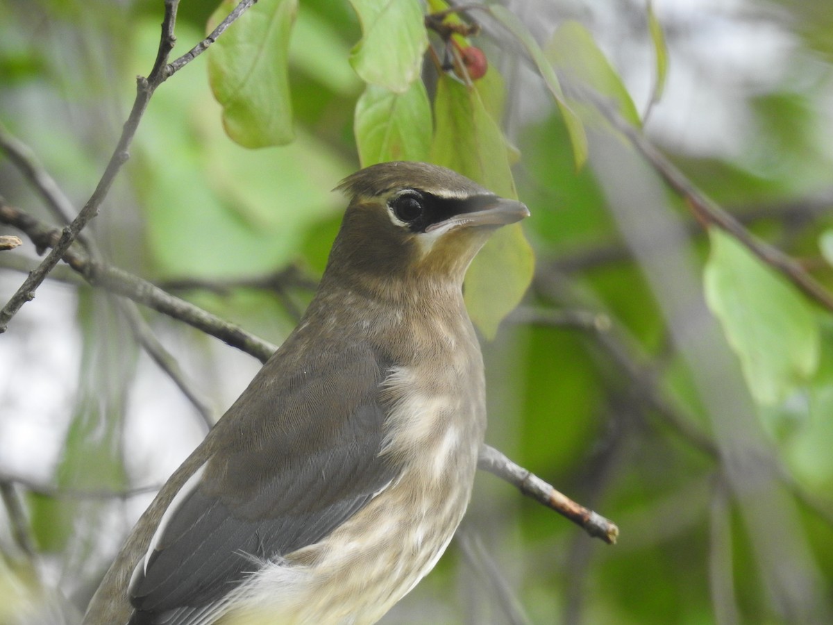 Cedar Waxwing - ML622808054