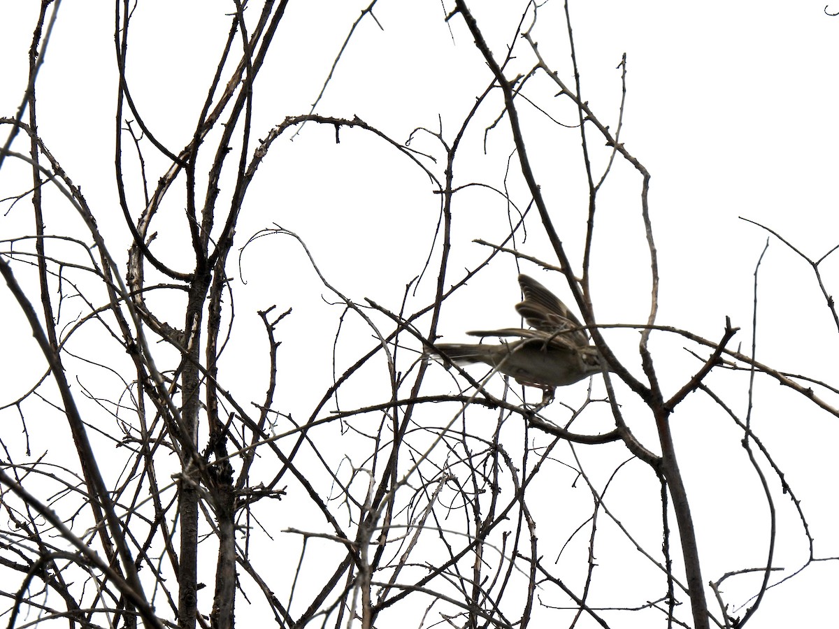 Lark Sparrow - ML622808061