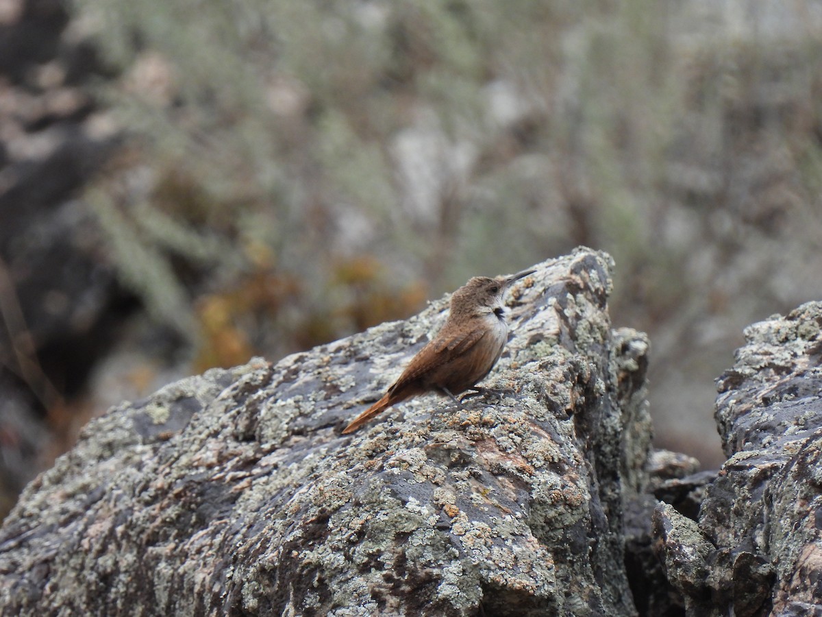 Canyon Wren - ML622808072