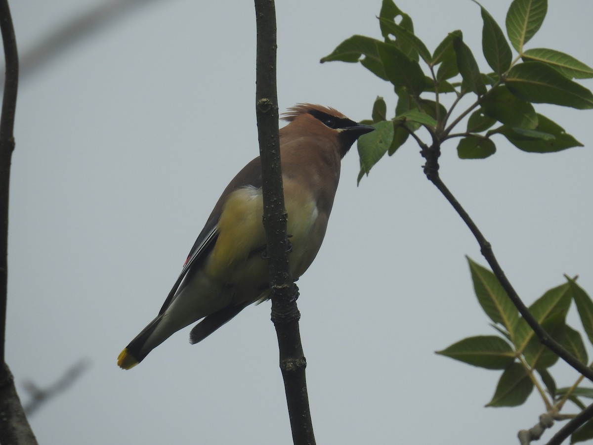 Cedar Waxwing - ML622808081