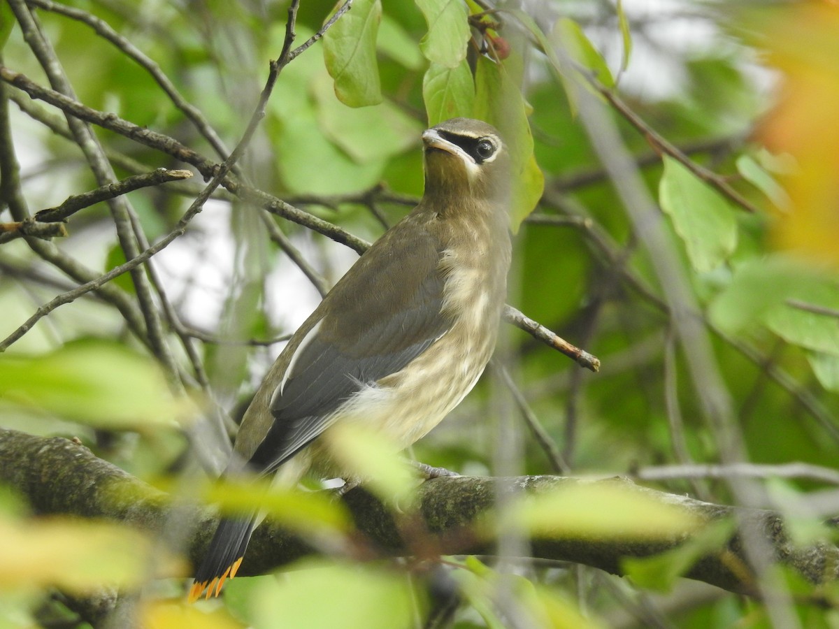 Cedar Waxwing - ML622808082