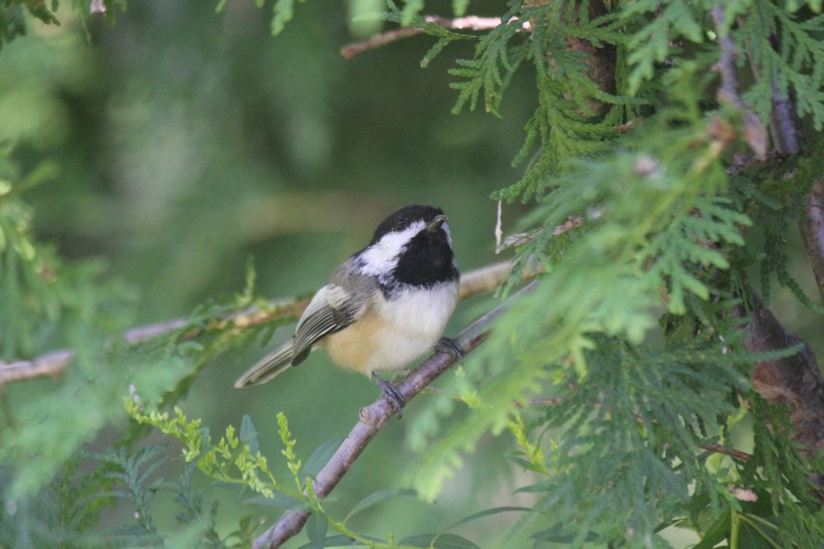 Black-capped Chickadee - Owen J.