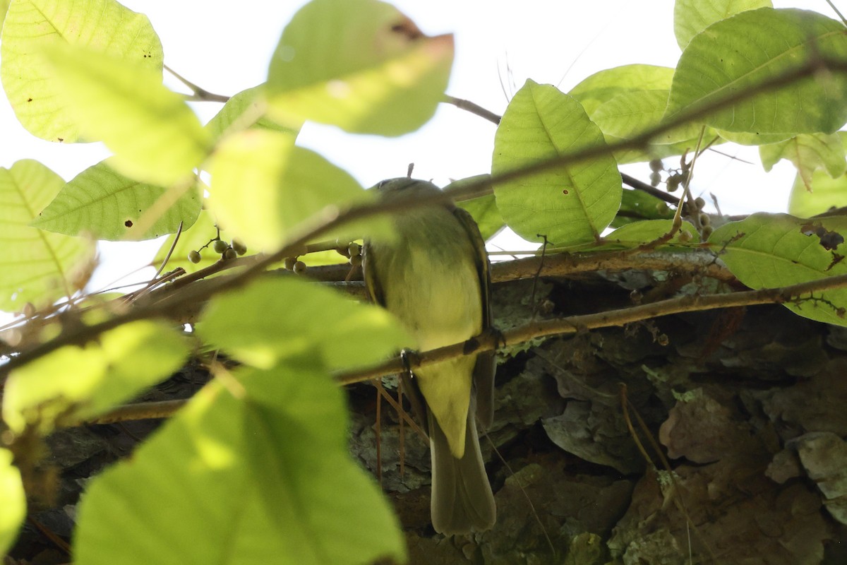 Great Crested Flycatcher - ML622808101