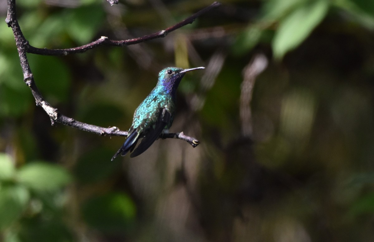 Sapphire-throated Hummingbird - Marcos Ponce