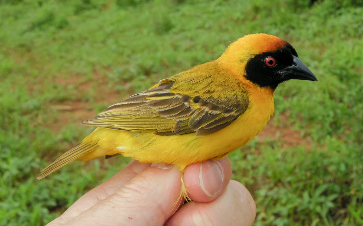 Vitelline Masked-Weaver - ML622808113