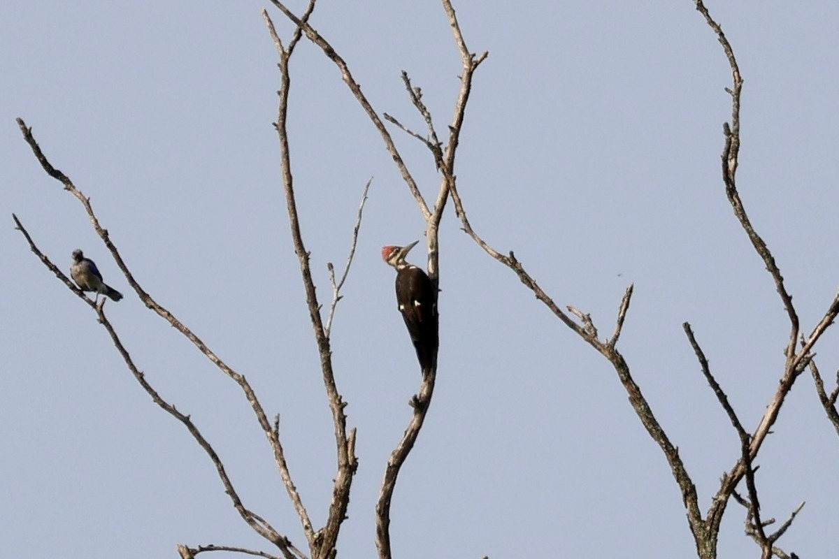 Pileated Woodpecker - Solon Vlasto