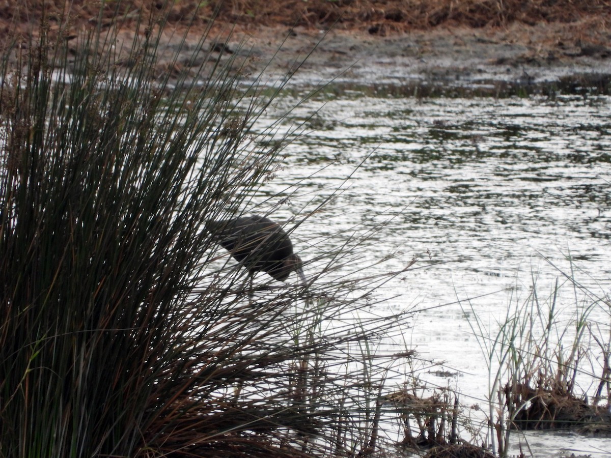 Glossy Ibis - Mauricio del Pozo López