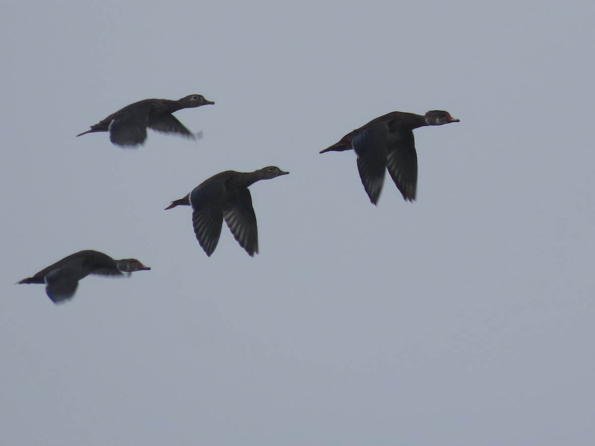 Wood Duck - ML622808181