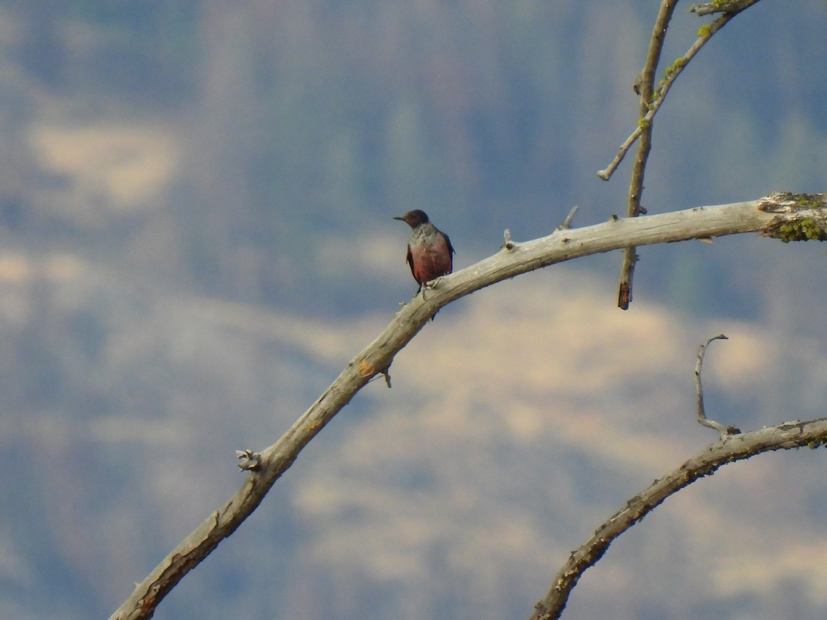 Lewis's Woodpecker - ML622808202