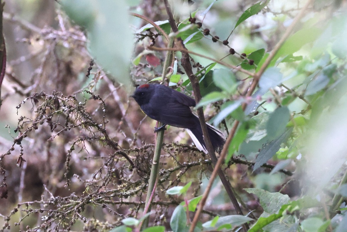 Slate-throated Redstart - ML622808206