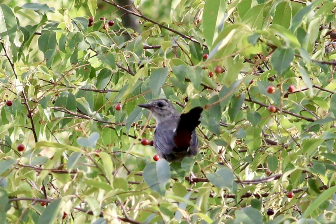 Gray Catbird - Solon Vlasto