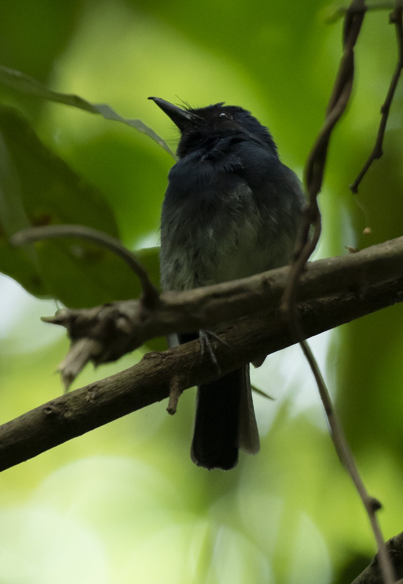 White-bellied Blue Flycatcher - ML622808233