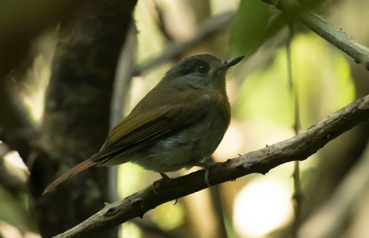 White-bellied Blue Flycatcher - ML622808234