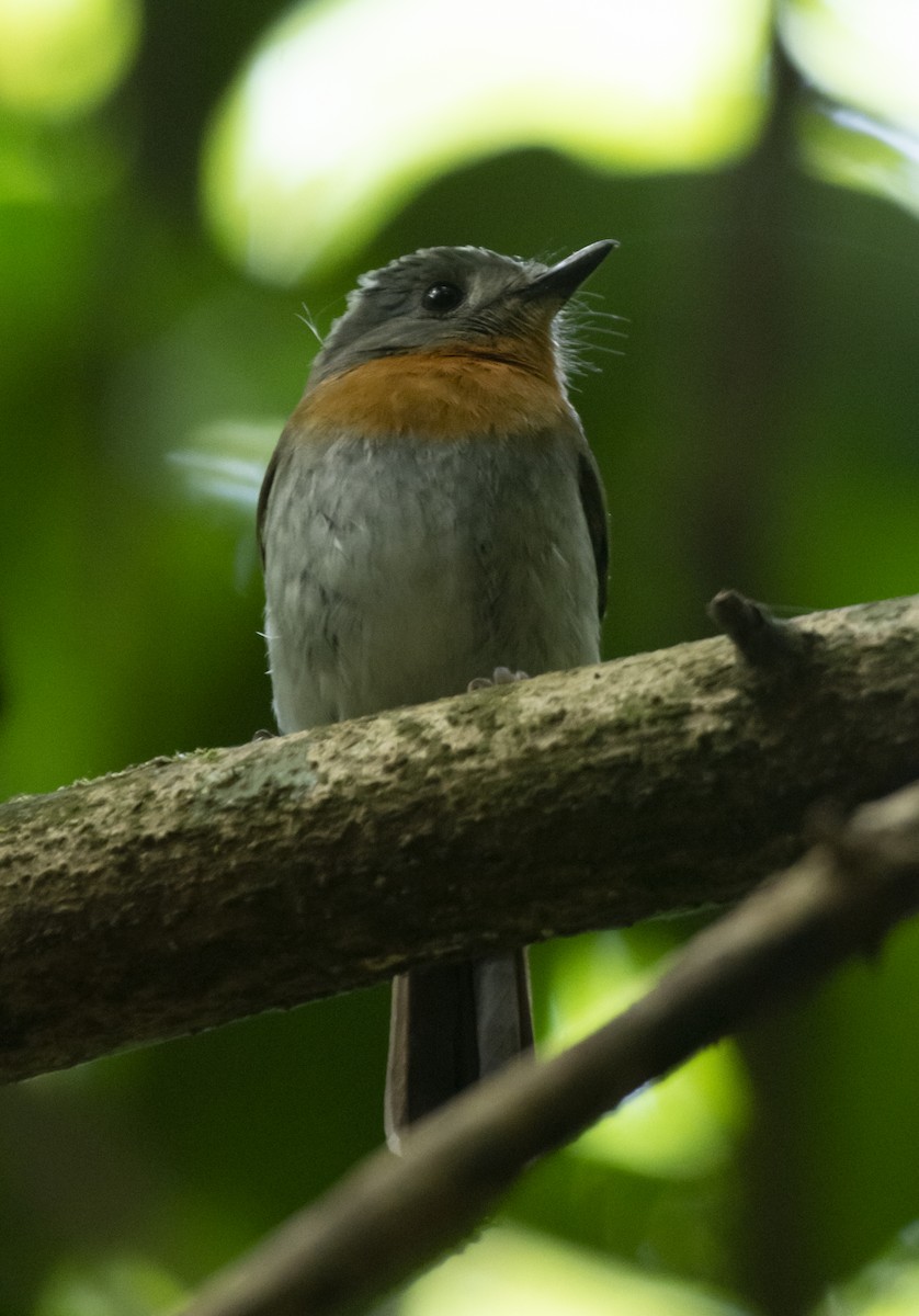 White-bellied Blue Flycatcher - ML622808238