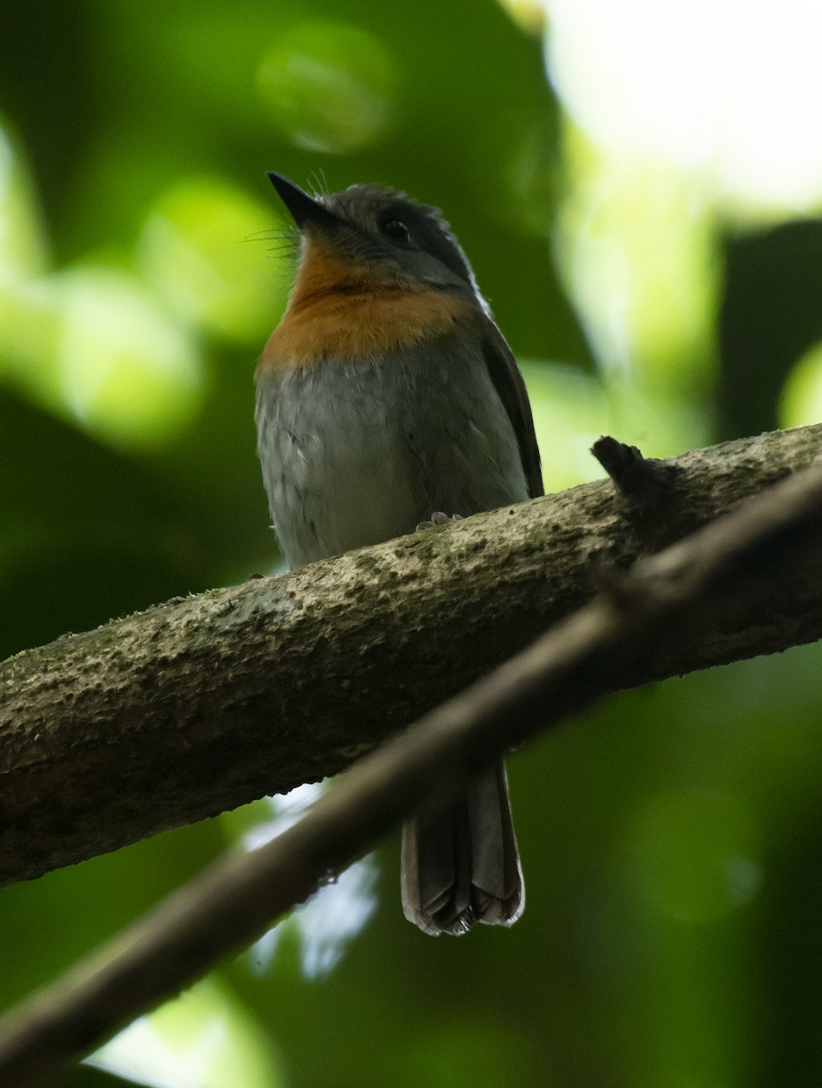 White-bellied Blue Flycatcher - ML622808241