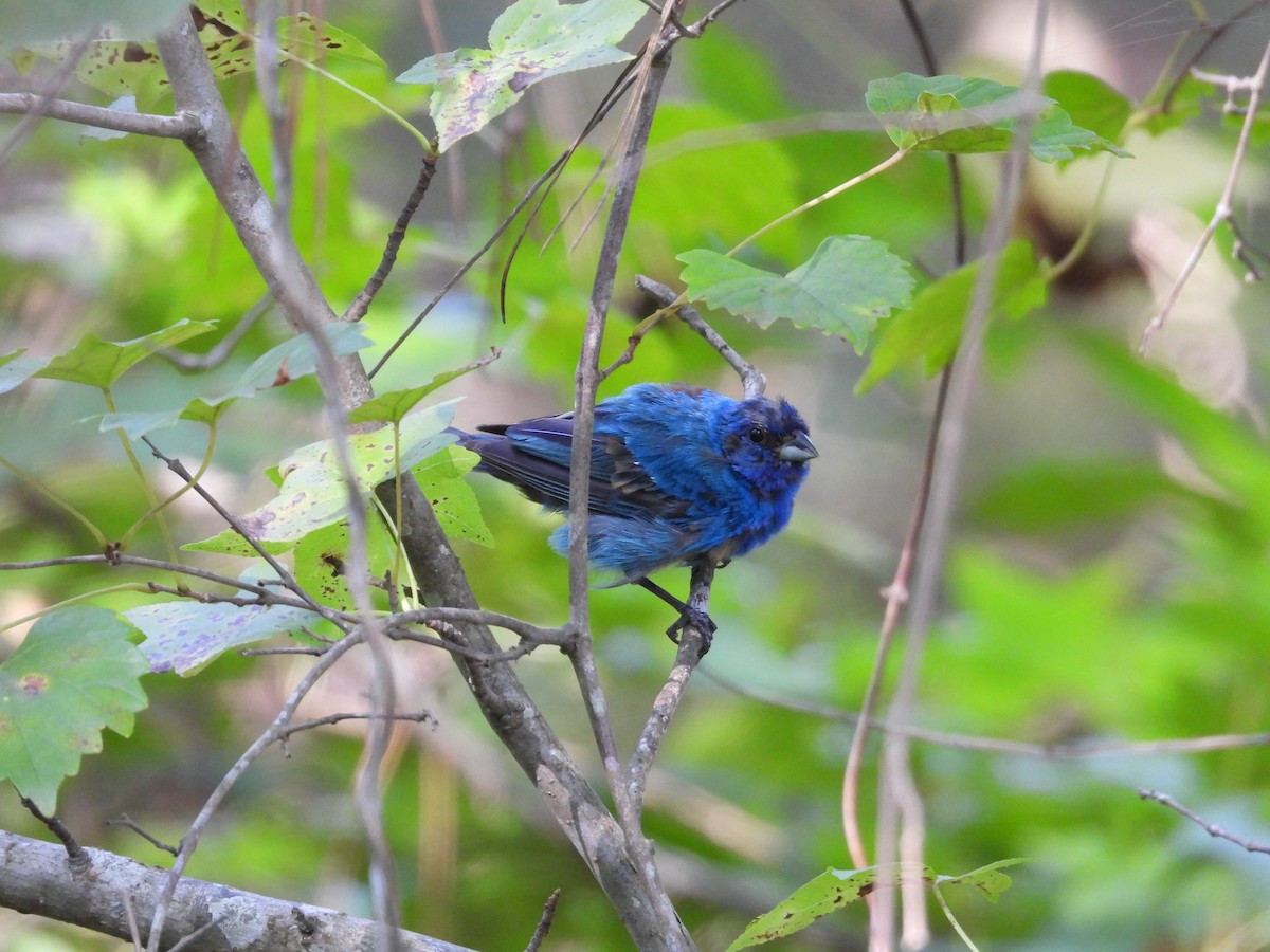 Indigo Bunting - ML622808257