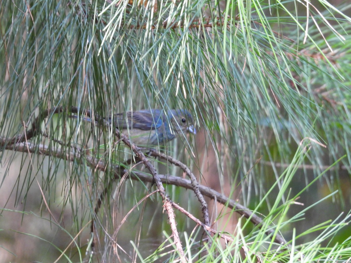 Indigo Bunting - ML622808261