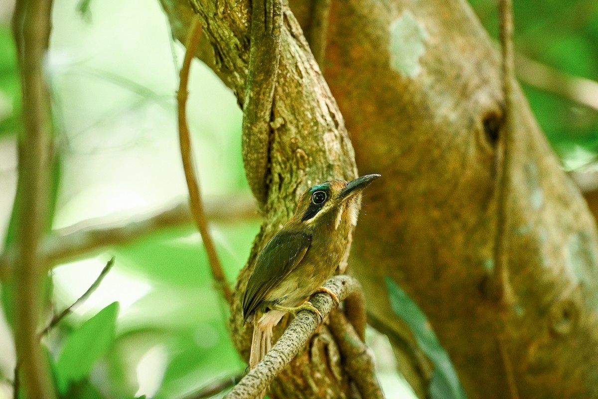 Tody Motmot - ML622808275