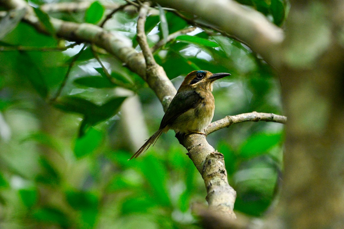 Tody Motmot - ML622808313