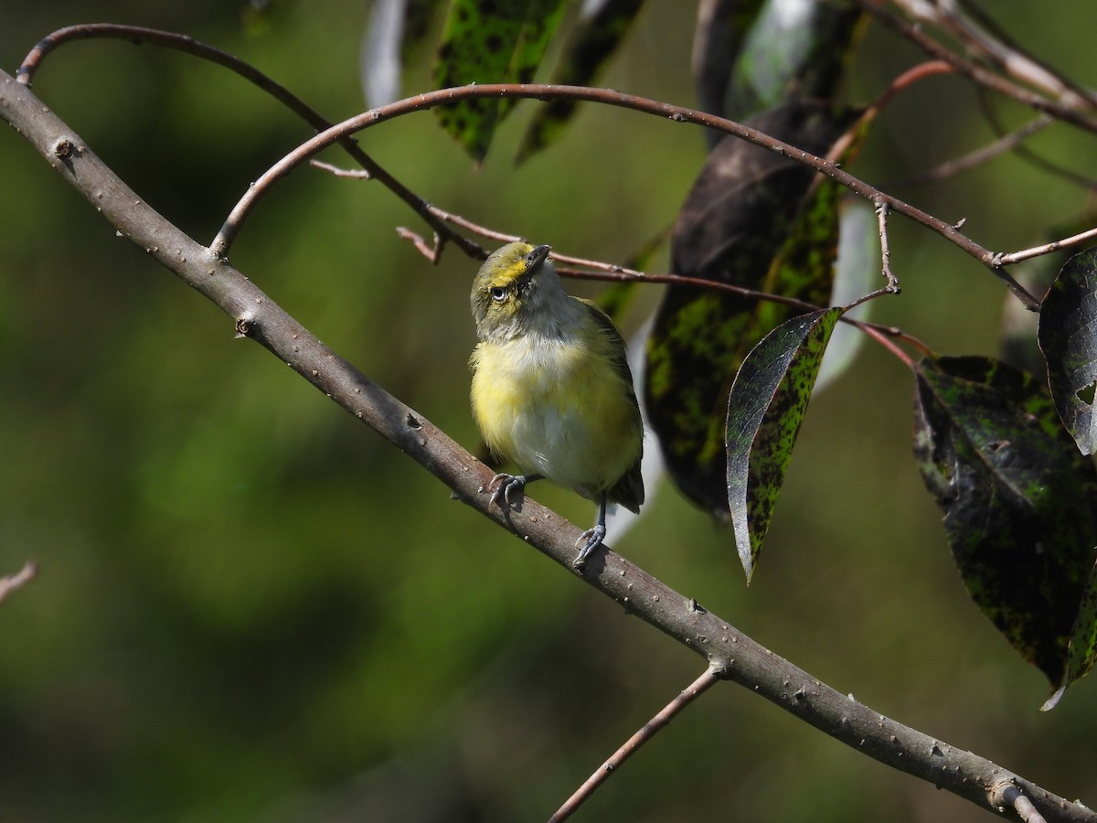 White-eyed Vireo - ML622808321